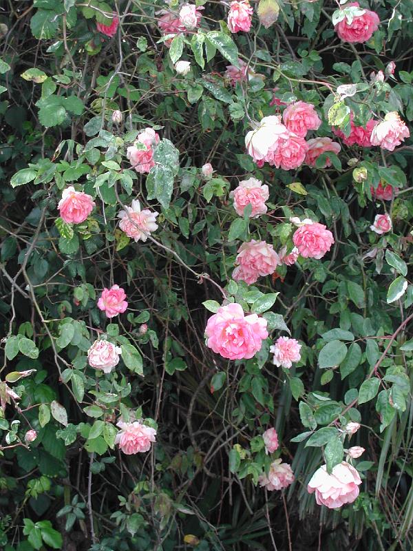 Vieilles_roses_Laures.JPG