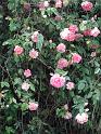 Vieilles_roses_Laures